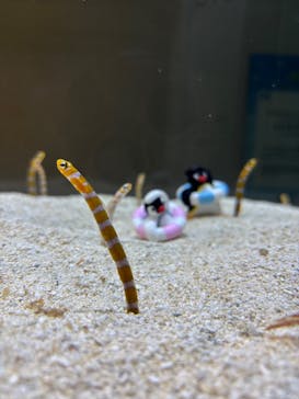 AOAO SAPPOROに投稿された画像（2026/1/3）