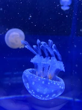 すみだ水族館に投稿された画像（2026/1/3）