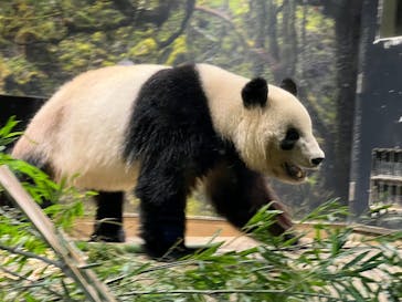 恩賜上野動物園に投稿された画像（2026/1/3）