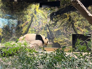 恩賜上野動物園に投稿された画像（2026/1/3）