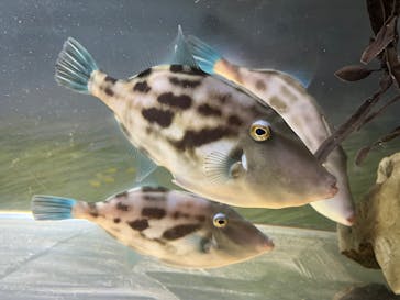 名古屋港水族館に投稿された画像（2026/1/3）