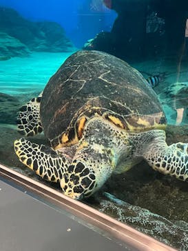 名古屋港水族館に投稿された画像（2026/1/3）