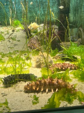 名古屋港水族館に投稿された画像（2026/1/3）