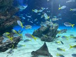 サンシャイン水族館に投稿された画像（2026/1/3）