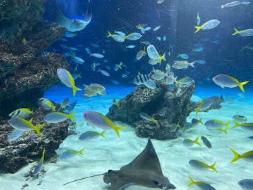 サンシャイン水族館に投稿された画像（2026/1/3）