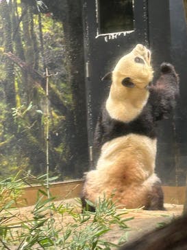 恩賜上野動物園に投稿された画像（2026/1/3）