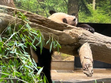 恩賜上野動物園に投稿された画像（2026/1/3）