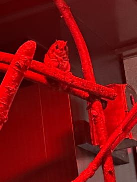 恩賜上野動物園に投稿された画像（2026/1/3）