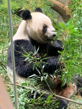 恩賜上野動物園に投稿された画像（2026/1/3）