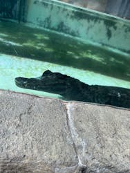 熱川バナナワニ園に投稿された画像（2026/1/3）