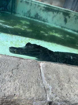 熱川バナナワニ園に投稿された画像（2026/1/3）