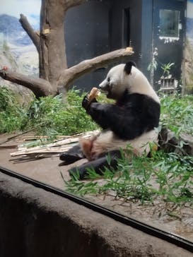 恩賜上野動物園に投稿された画像（2026/1/3）