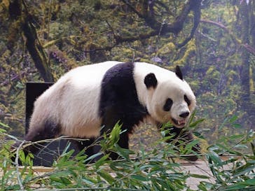 恩賜上野動物園に投稿された画像（2026/1/3）