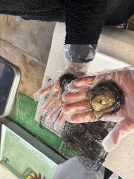 真珠工房 真珠の里に投稿された画像（2026/1/3）