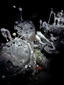 金曜ロードショーとジブリ展（静岡展）に投稿された画像（2026/1/3）