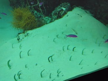 環境水族館アクアマリンふくしまに投稿された画像（2026/1/4）