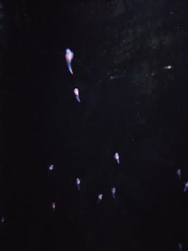 環境水族館アクアマリンふくしまに投稿された画像（2026/1/4）