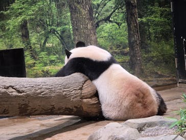 恩賜上野動物園に投稿された画像（2026/1/4）