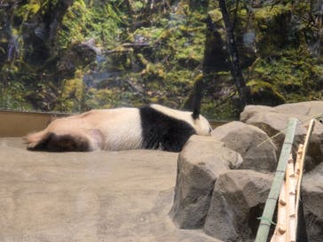 恩賜上野動物園に投稿された画像（2026/1/4）