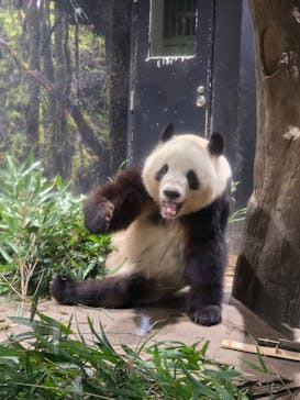恩賜上野動物園に投稿された画像（2026/1/4）