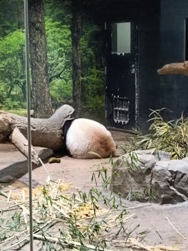 恩賜上野動物園に投稿された画像（2026/1/4）