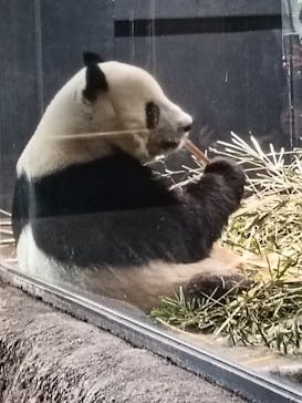 恩賜上野動物園に投稿された画像（2026/1/4）