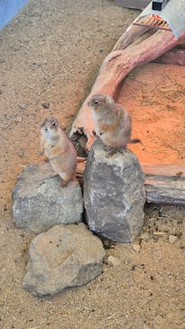 霞ケ浦 どうぶつとみんなのいえに投稿された画像（2026/1/4）