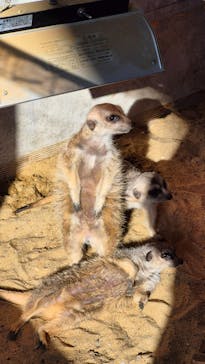 霞ケ浦 どうぶつとみんなのいえに投稿された画像（2026/1/4）