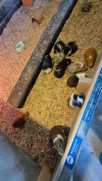 霞ケ浦 どうぶつとみんなのいえに投稿された画像（2026/1/4）