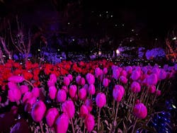 江の島シーキャンドルに投稿された画像（2026/1/4）