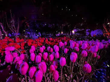 江の島シーキャンドルに投稿された画像（2026/1/4）