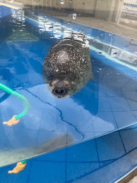 島根県立 しまね海洋館に投稿された画像（2026/1/4）