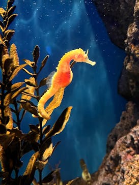 島根県立 しまね海洋館に投稿された画像（2026/1/4）