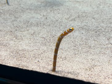 島根県立 しまね海洋館に投稿された画像（2026/1/4）