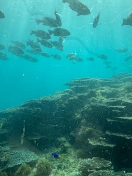 串本海中公園水族館に投稿された画像（2026/1/4）