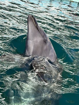 下田海中水族館に投稿された画像（2026/1/4）
