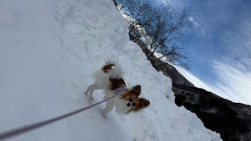 奥利根スノーパークに投稿された画像（2026/1/4）