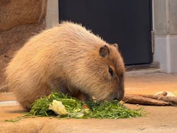 AQUARIUM × ART　atoaに投稿された画像（2026/1/4）