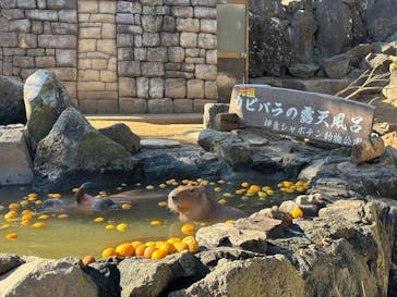 伊豆シャボテン動物公園に投稿された画像（2026/1/4）