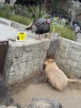 伊豆シャボテン動物公園に投稿された画像（2026/1/4）
