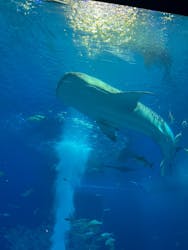 沖縄美ら海水族館に投稿された画像（2026/1/4）