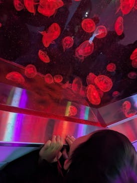 伊豆・三津シーパラダイスに投稿された画像（2026/1/4）