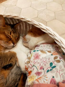 猫カフェモカ　イオンモール幕張新都心店に投稿された画像（2026/1/4）