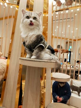 猫カフェモカ　イオンモール幕張新都心店に投稿された画像（2026/1/4）