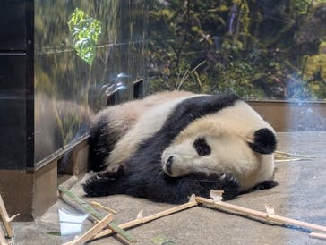 恩賜上野動物園に投稿された画像（2026/1/4）