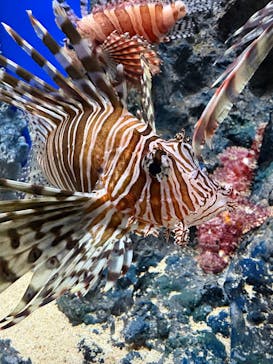 シン・マリホ水族館に投稿された画像（2026/1/4）