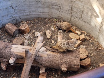 群馬サファリパークに投稿された画像（2026/1/4）