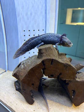 AOAO SAPPOROに投稿された画像（2026/1/4）