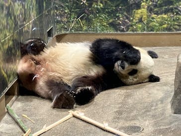 恩賜上野動物園に投稿された画像（2026/1/4）