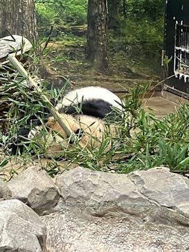 恩賜上野動物園に投稿された画像（2026/1/4）